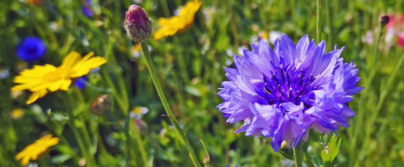 How to grow wildflowers in your garden Diverse Gardens