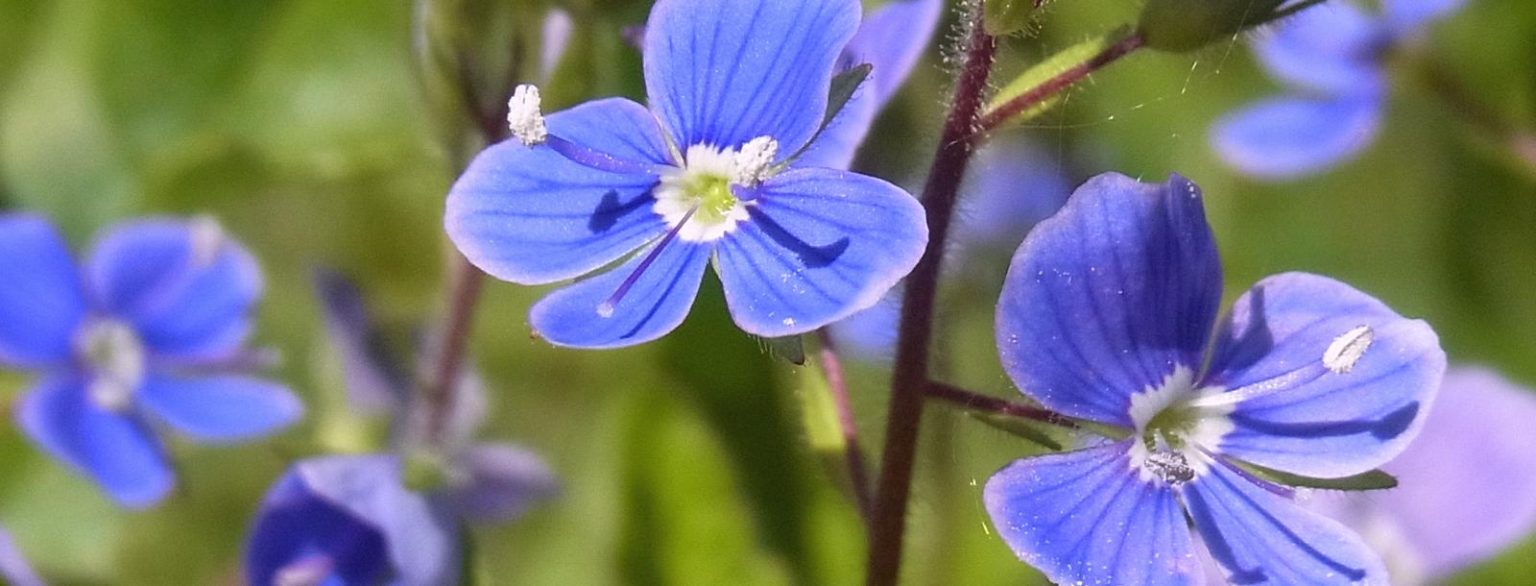 Germander speedwell is a good luck charm for travellers