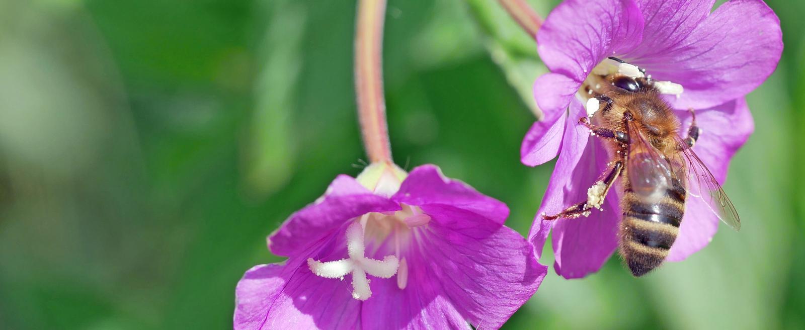 Great willowherb