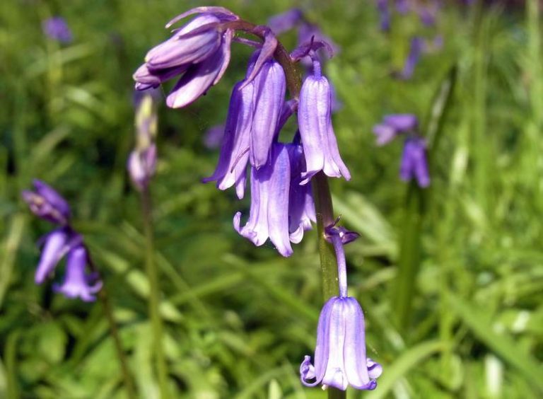 The delightful bluebell is Britain's favourite wildflower