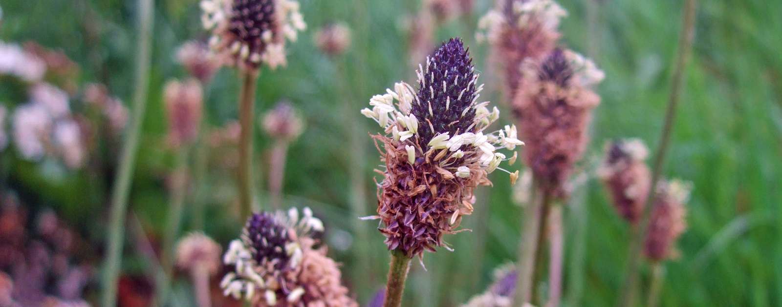 Ribwort plantain header