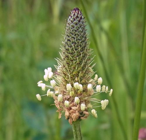 Ribwort plantain