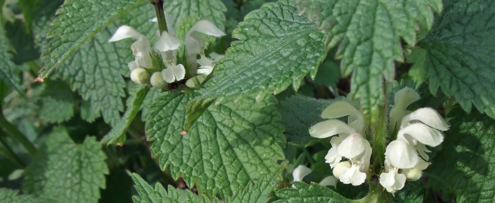 White dead-nettle header