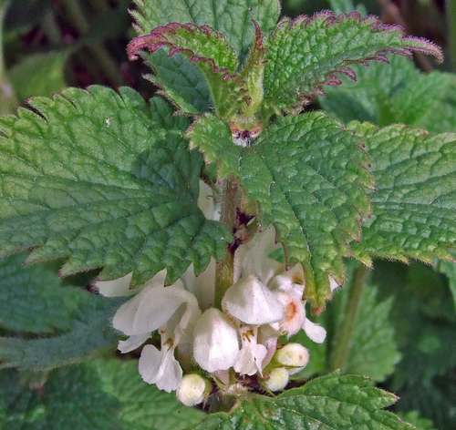 White dead-nettle