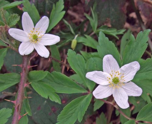 Wood anenome