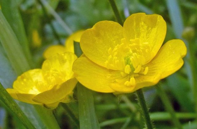 Creeping buttercup has attractive golden yellow flowers
