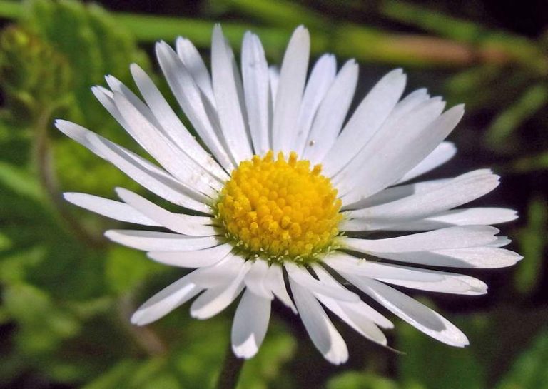 The common daisy is a cheery plant perfect for pollinators