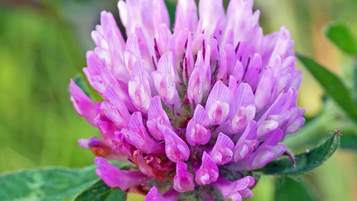 Red Clover Is An Attractive Wildflower Of The Legume Family Red Clover Is An Attractive Wildflower Of The Legume Family