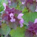 Red dead-nettle