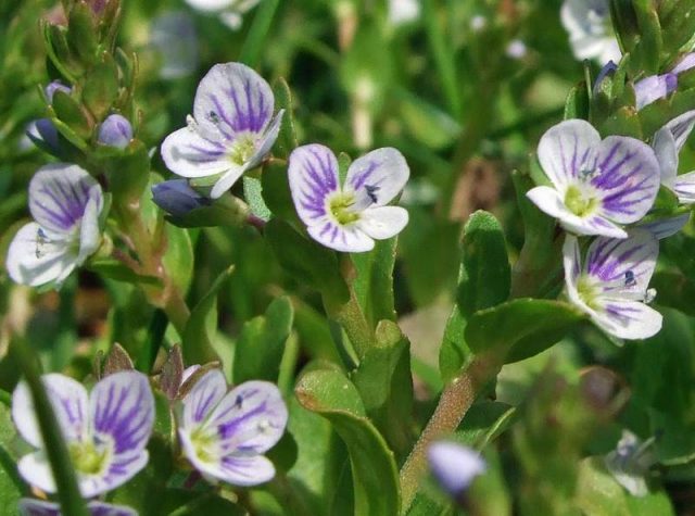 Thyme-leaved speedwell - Diverse Gardens