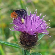 Common knapweed bumble bee