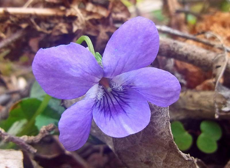 Common dog violet is an attractive springtime wildflower