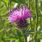 Common knapweed