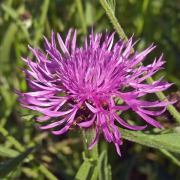 Common knapweed flower