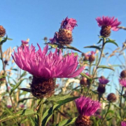 Common knapweed