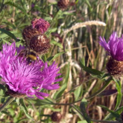 Common knapweed