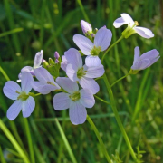 Cuckoo flower