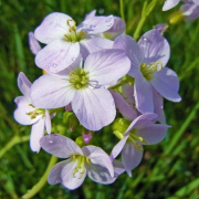 Cuckoo flower
