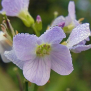Cuckoo flower
