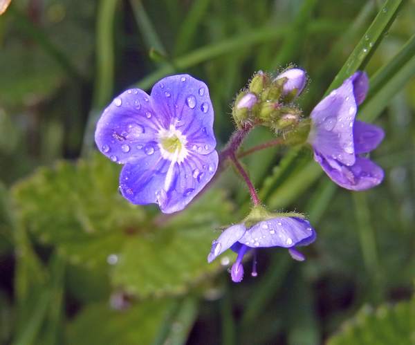 Germander