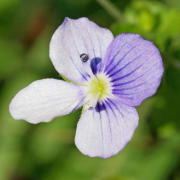 Slender speedwell