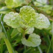 Slender speedwell leaves