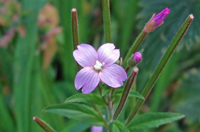broad-leaved-willowherb-diverse-gardens