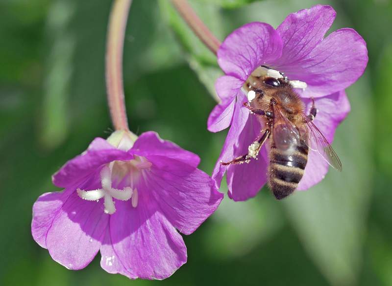 Great willowherb