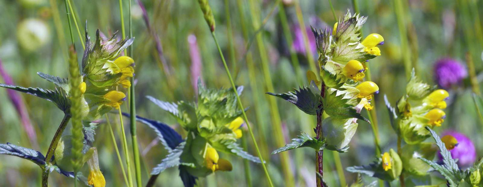 Why yellow rattle is beneficial to wild flower meadows