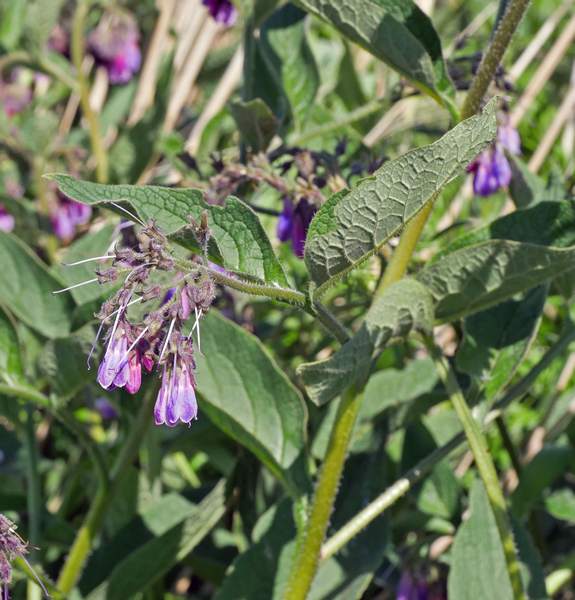 Common comfrey is a common plant with many uses