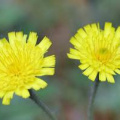 Mouse-ear hawkweed featured