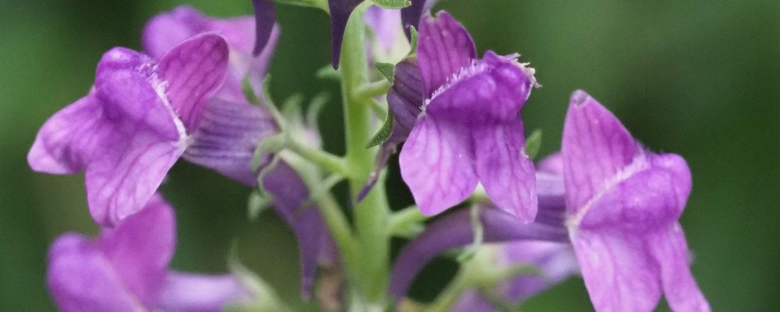 Purple toadflax header