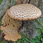 Dryad's saddle