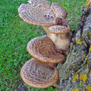 Dryad's saddle