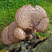 Dryad's saddle
