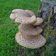 Dryad's saddle