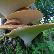Dryad's saddle