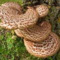 Dryad's saddle featured