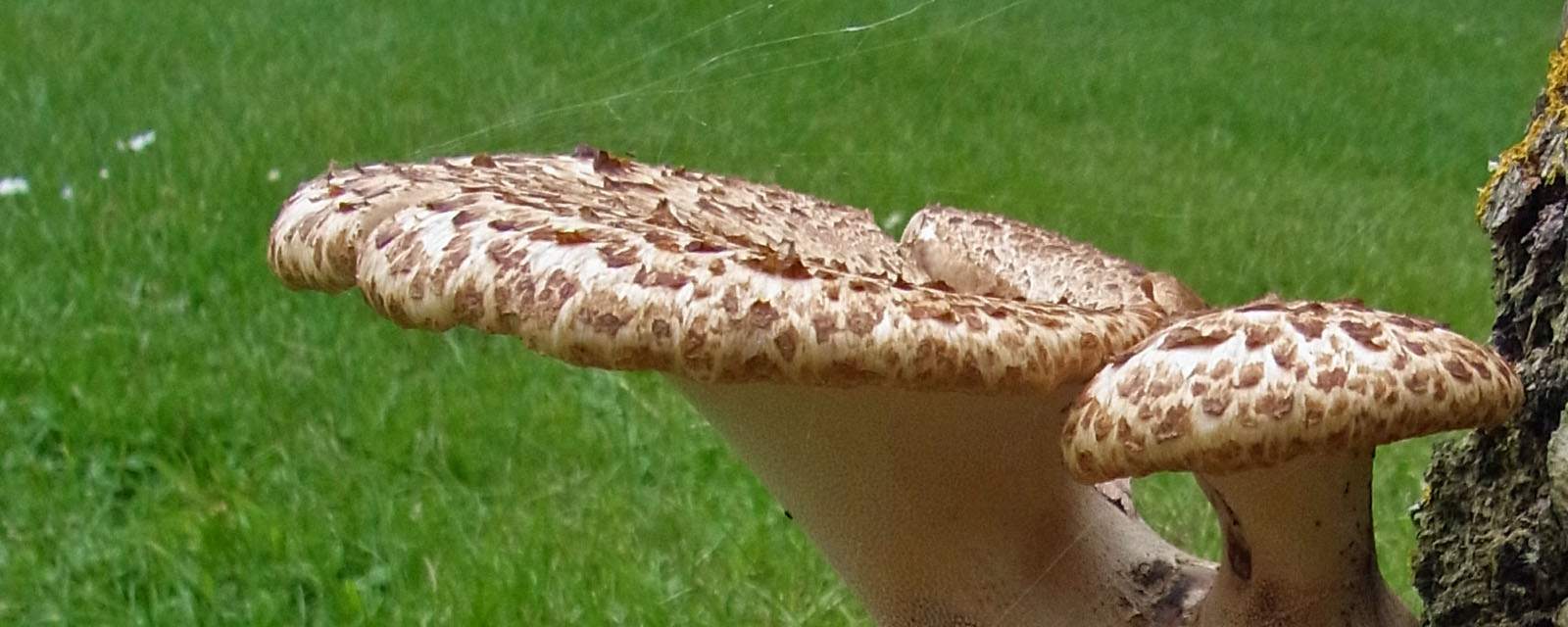 Dryad's saddle header