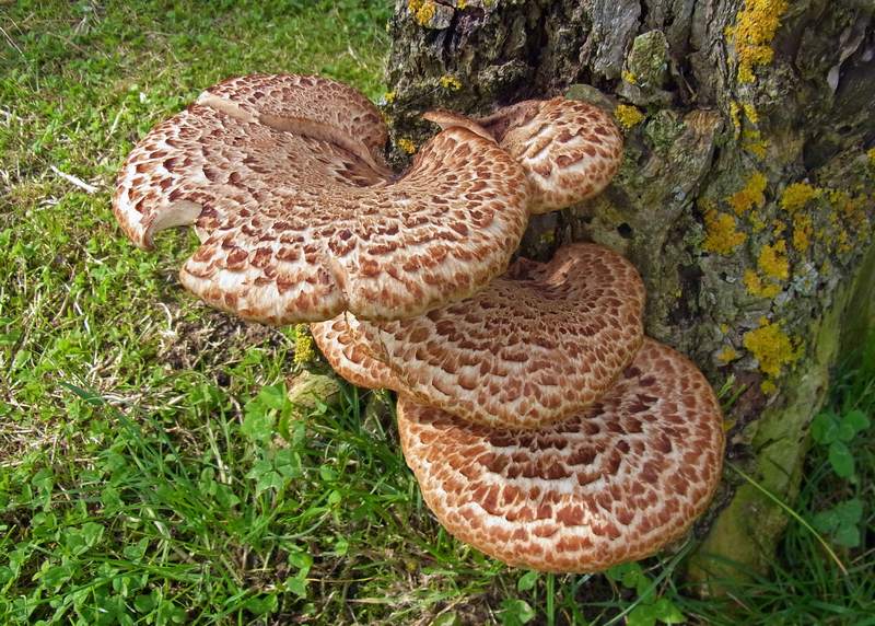 Dryad's saddle