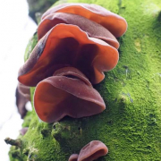 Jelly ear