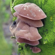 Jelly ear