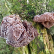 Jelly ear