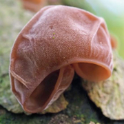 Jelly ear