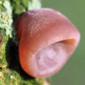 Jelly ear featured