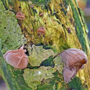 Jelly ear