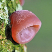 Jelly ear