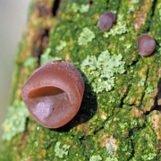 Jelly ear