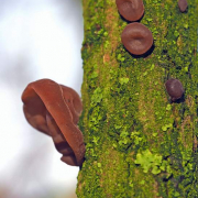 Jelly ear