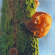 Jelly ear